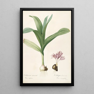 Pierre Joseph Redout - Les liliacees Pl47.webp