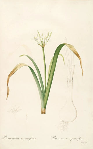 Pierre Joseph Redout - Les liliacees Pl50.webp