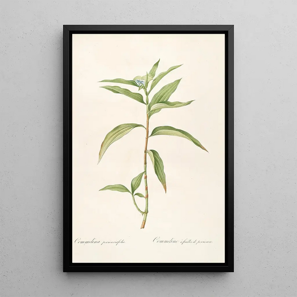 Pierre Joseph Redout - Les liliacees Pl51.webp