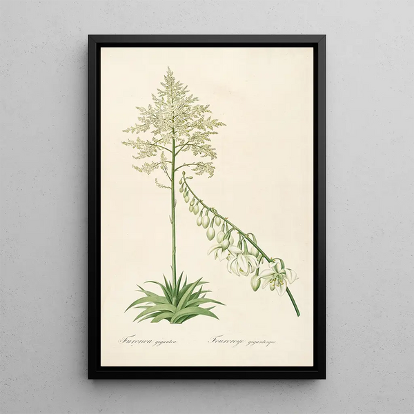 Pierre Joseph Redout - Les liliacees Pl55.webp