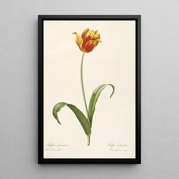 Pierre Joseph Redout - Les liliacees Pl56.webp