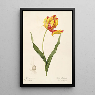 Pierre Joseph Redout - Les liliacees Pl57.webp