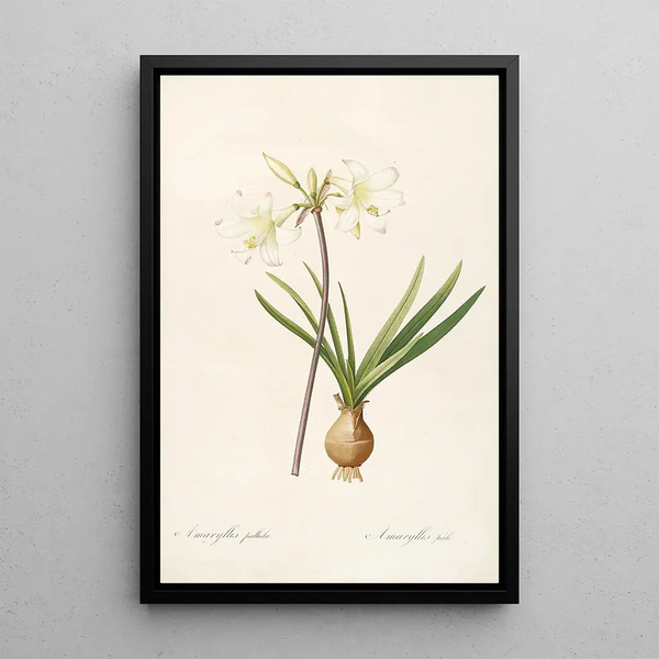 Pierre Joseph Redout - Les liliacees Pl58.webp