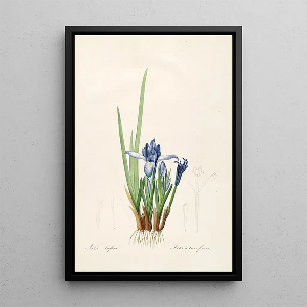 Pierre Joseph Redout - Les liliacees Pl60.webp