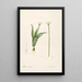 Les Liliacées Pl61 - Pierre Joseph Redouté — framed artwork on a wall