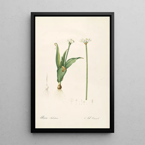 Pierre Joseph Redout - Les liliacees Pl61.webp