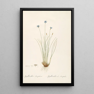 Pierre Joseph Redout - Les liliacees Pl62.webp