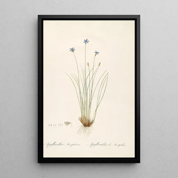 Pierre Joseph Redout - Les liliacees Pl62.webp