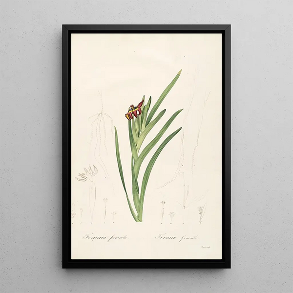 Pierre Joseph Redout - Les liliacees Pl63.webp