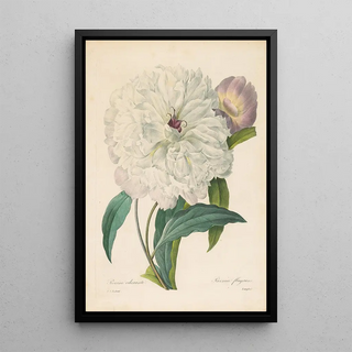 Pierre Joseph Redout - Paeonia flagrans Peony.webp