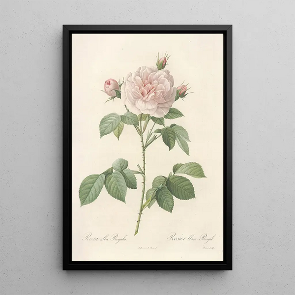 Pierre Joseph Redout - Rosa Alba Regalis.webp