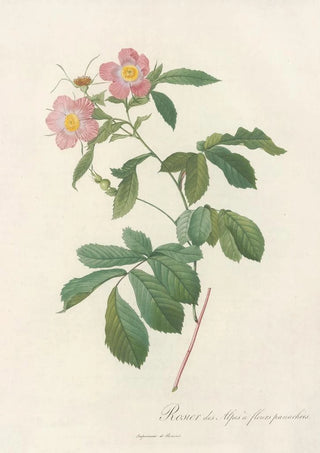 Pierre Joseph Redout - Rosa Alpina Flore Variegato.webp