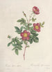 Rosa Alpina Vulgaris - Pierre Joseph Redouté — weergave van het kunstwerk