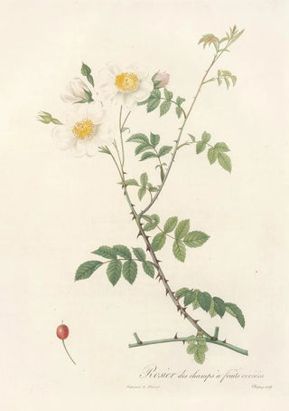 Pierre Joseph Redout - Rosa Arvensis Ovata.webp