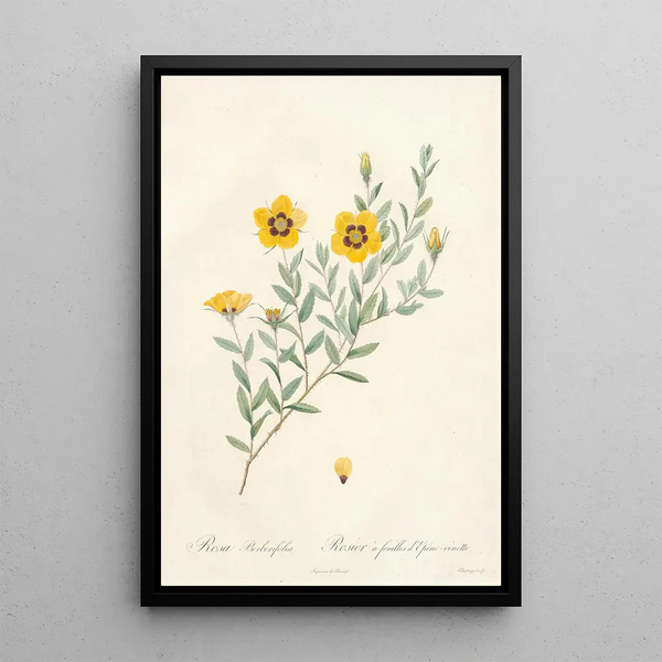 Pierre Joseph Redout - Rosa Berberifolia.webp