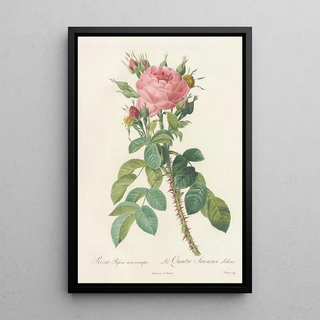 Pierre Joseph Redout - Rosa Bifera Macrocarpa.webp