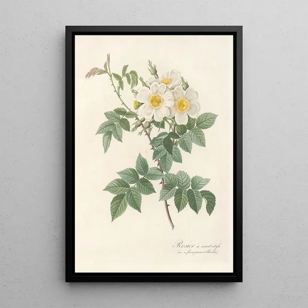 Pierre Joseph Redout - Rosa Brevistyla Leucochroa.webp