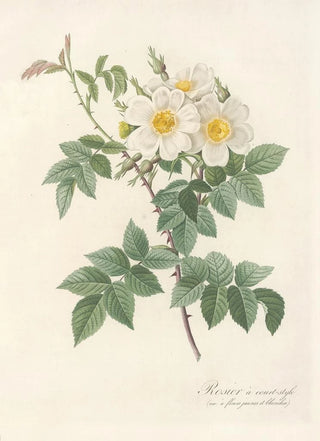Pierre Joseph Redout - Rosa Brevistyla Leucochroa.webp