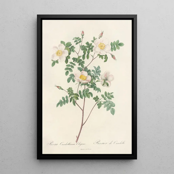 Pierre Joseph Redout - Rosa Candolleana Elegans.webp