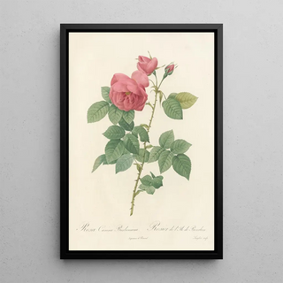 Pierre Joseph Redout - Rosa Canina Burboniana.webp