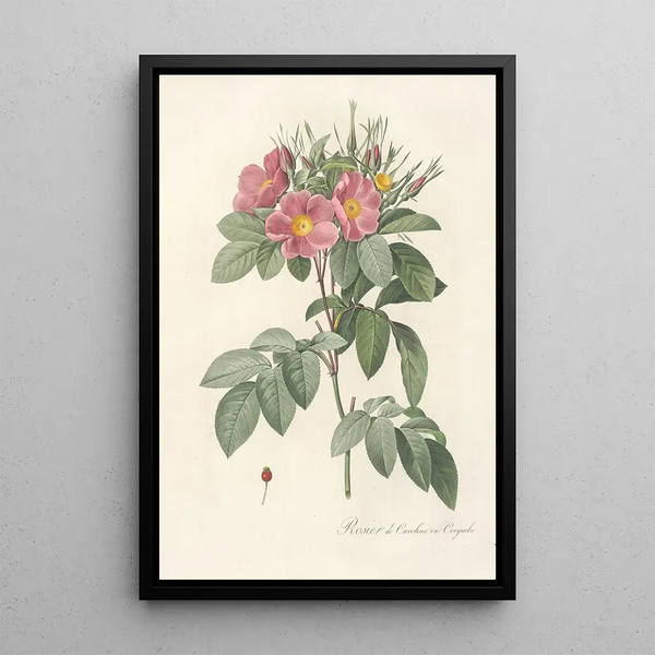 Pierre Joseph Redout - Rosa Carolina Corymbosa.webp