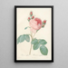 Rosa Centifolia - Pierre Joseph Redouté — framed artwork on a wall