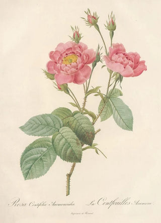 Pierre Joseph Redout - Rosa Centifolia Anemonoides.webp
