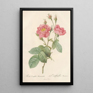 Pierre Joseph Redout - Rosa Centifolia Anemonoides.webp