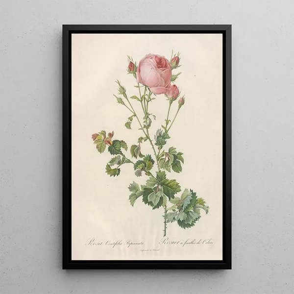 Pierre Joseph Redout - Rosa Centifolia Bipinnata.webp