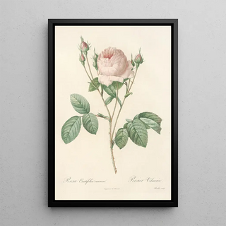 Pierre Joseph Redout - Rosa Centifolia Carnea.webp