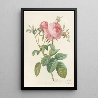 Pierre Joseph Redout - Rosa Centifolia Foliacea.webp