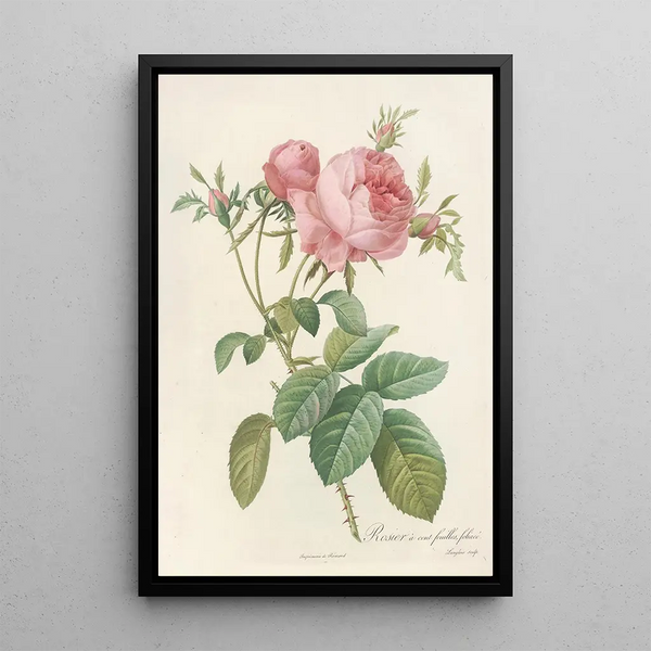 Pierre Joseph Redout - Rosa Centifolia Foliacea.webp