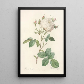 Pierre Joseph Redout - Rosa Centifolia Mutabilis.webp