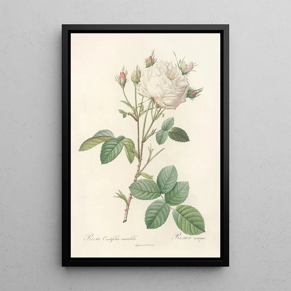 Pierre Joseph Redout - Rosa Centifolia Mutabilis.webp