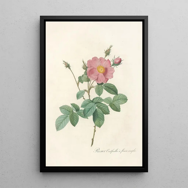 Pierre Joseph Redout - Rosa Centifolia Simplex.webp