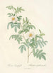 Rosa Clynophylla - Pierre Joseph Redouté — weergave van het kunstwerk