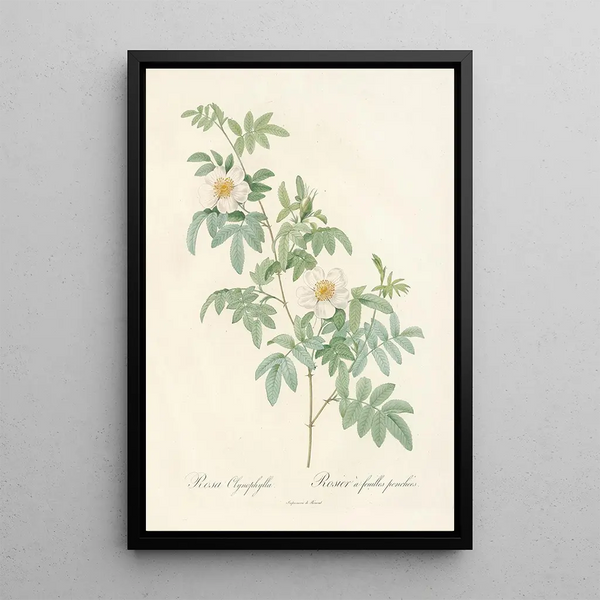 Pierre Joseph Redout - Rosa Clynophylla.webp