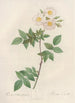 Rosa Collina Fastigiata - Pierre Joseph Redouté — weergave van het kunstwerk