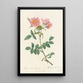 Pierre Joseph Redout - Rosa Collina Monsoniana.webp