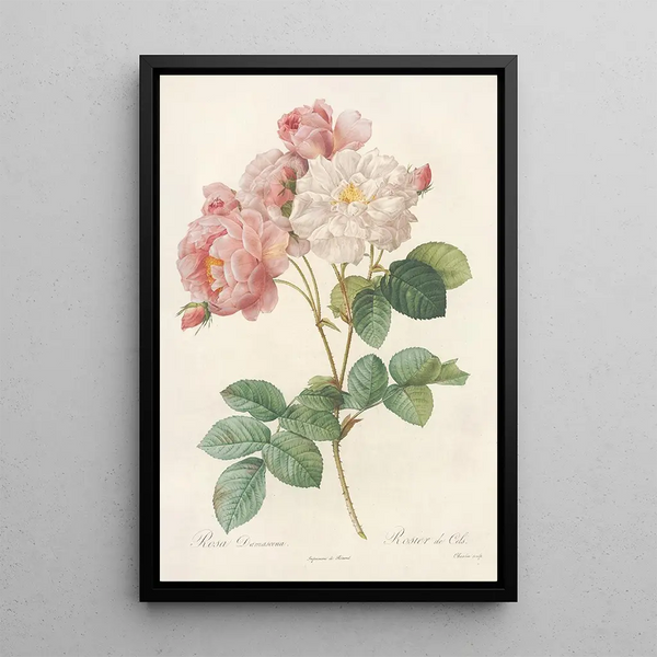 Pierre Joseph Redout - Rosa Damascena.webp