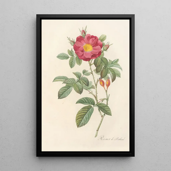 Pierre Joseph Redout - Rosa Damascena Coccinea.webp