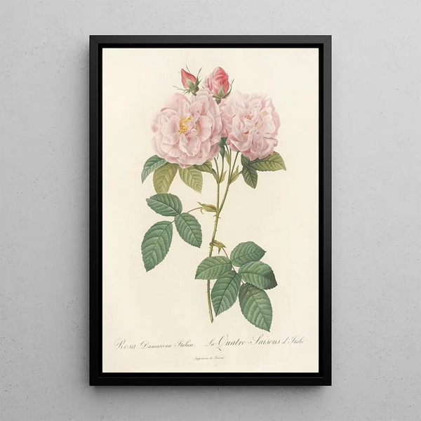 Pierre Joseph Redout - Rosa Damascena Italica.webp