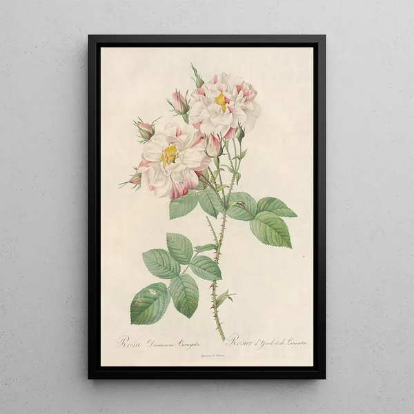 Pierre Joseph Redout - Rosa Damascena Variegata.webp