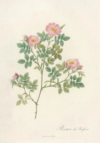 Pierre Joseph Redout - Rosa Dumetorum.webp