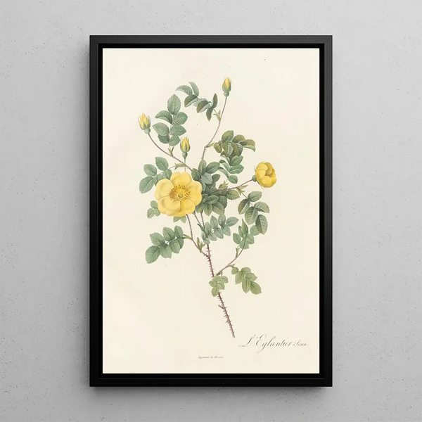 Pierre Joseph Redout - Rosa Eglanteria Luteola.webp
