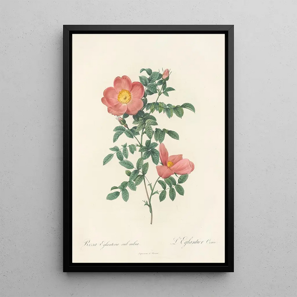 Pierre Joseph Redout - Rosa Eglanteria Sub Rubra.webp