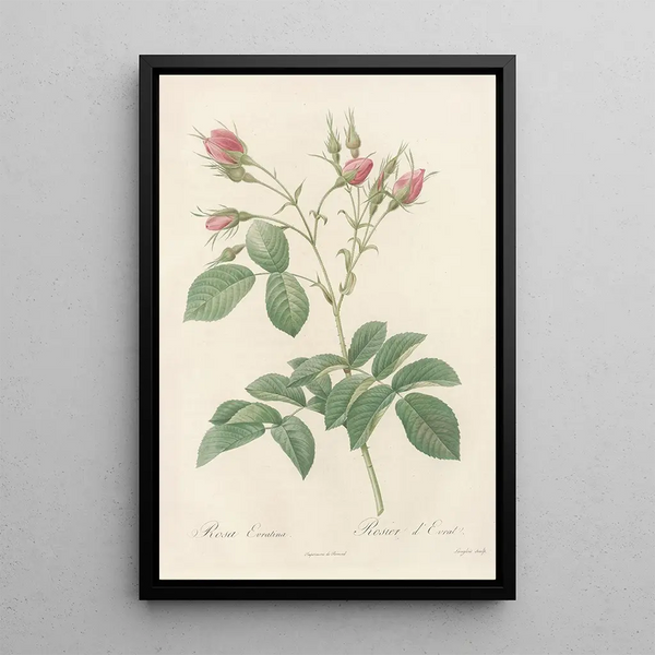 Pierre Joseph Redout - Rosa Evratina.webp