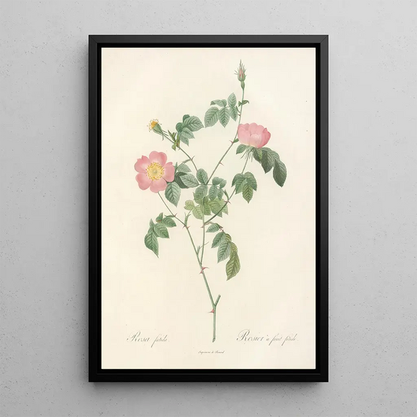Pierre Joseph Redout - Rosa Foetida.webp