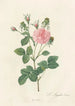 Rosa Gallica Agatha Incarnata - Pierre Joseph Redouté — weergave van het kunstwerk