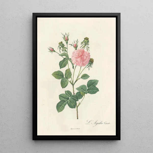 Pierre Joseph Redout - Rosa Gallica Agatha Incarnata.webp